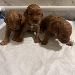 Goldendoodle Puppies from GG's Doodles