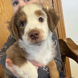 Prancer - Red tri male Toy Australian Shepherd puppy in Menan, Idaho from Teton Toy Aussies