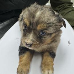 Ruddy - Blue merle male Toy Australian Shepherd puppy in Morganfield, Kentucky from 4T Toy and Mini Australian Shepherds