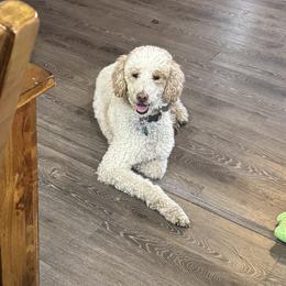 Libby - Poodle