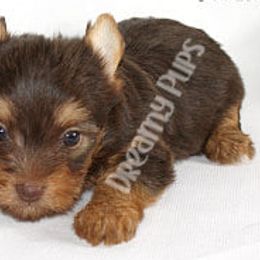 Biewer Terrier and Yorkshire Terrier Puppies from Dreamy Pups