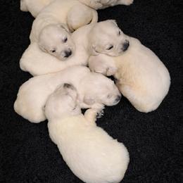 Bamboo Boy 4 - Light golden male Golden Retriever puppy in Fort Morgan, Colorado from Golden Girls Kennels, LLC