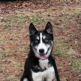 Thor - Black and white male Siberian Husky puppy in East Wareham, Massachusetts from New England Huskies