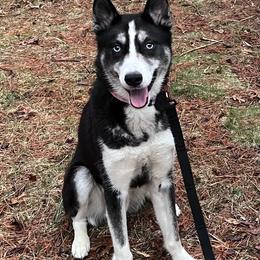 Thor - Black and white male Siberian Husky puppy in East Wareham, Massachusetts from New England Huskies