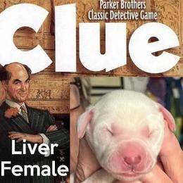 Clue - White and liver brown female Dalmatian puppy in New Jersey from Prestige Dalmatians