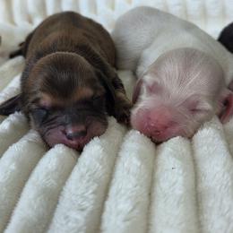 Harvey - Cream male Dachshund puppy in Ashford, Alabama from Circle City Dachshunds