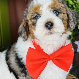 Teddy - Merle male Maltipoo puppy in West Jordan, Utah from Doodles Friend