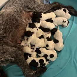 Wirehaired Pointing Griffon Puppies from Ashli Hall