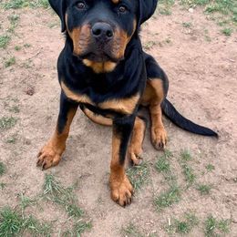 Rottweiler Puppies from Gottlïchen Rottweilers