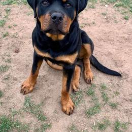 Rottweiler Puppies from Gottlïchen Rottweilers