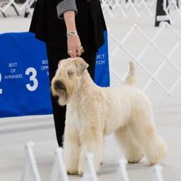Soft Coated Wheaten Terriers from Saddlebrook Wheatens
