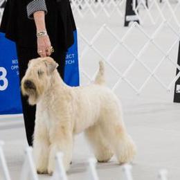 Soft Coated Wheaten Terriers from Saddlebrook Wheatens