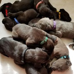 Bichon Frise and Great Dane Puppies from Bichon Frises of Nevada