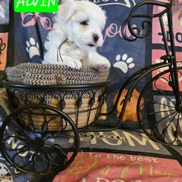 Alvin AKC - White male Maltese puppy in Wittmann, Arizona from Marlees Puppies 1