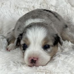 Miniature American Shepherd puppies from Regal Miniature American Shepherds | Regal Miniature Australian Shepherds