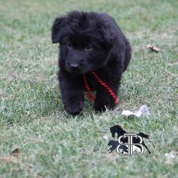 Tansy - Black female German Shepherd puppy in Spencer, Wisconsin from T Double B LLC