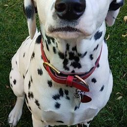 Dalmatians from Eola Farms Dalmatians