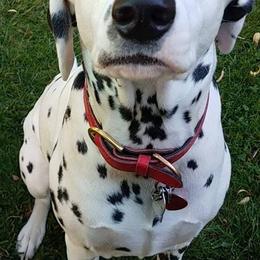 Dalmatians from Eola Farms Dalmatians