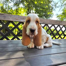 Aurora - Red and white female Basset Hound puppy in Denison, Texas from Emma Lou's Baby Bassets