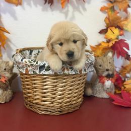 Ms Yellow - Golden female Golden Retriever puppy in Overton, Nevada from Sinfully Sweet Kennel