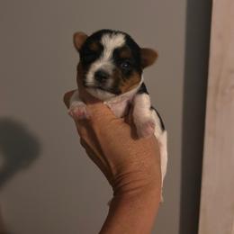 Scooby - Parti male Yorkshire Terrier puppy in Hot Springs, Arkansas from Weslynn Kennels