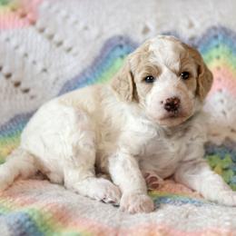 Forest - Parti male Goldendoodle puppy in Idaho Falls, Idaho from High Quality Goldendoodles