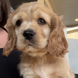 Cocker Spaniel Puppies from Aurora's Cocker Spaniels