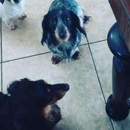 OREE - Dachshund