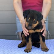 Boy 4 - Black and rust Beauceron puppy in Whittier, California from Trésor de Beauté Beaucerons