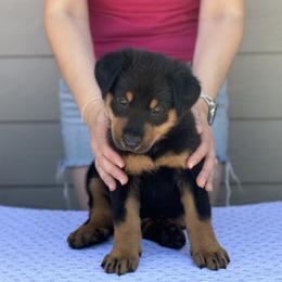 Boy 4 - Black and rust Beauceron puppy in Whittier, California from Trésor de Beauté Beaucerons