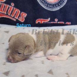 Saturn - White and silver male Teddy Roosevelt Terrier puppy in Milaca, Minnesota from Bright Lake Terriers