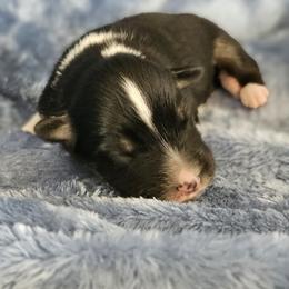 Boy 4 - Black tri-color male Australian Shepherd puppy in Tehachapi, California from Astralvale Aussies