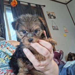 Grace - Black and tan female Yorkshire Terrier puppy in Jacksonville, Arkansas from Royal Yorkie Terrier