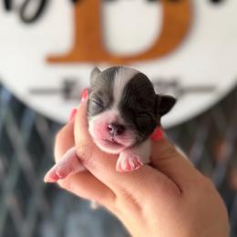 Pip - Blue and white male Chihuahua puppy in Harrison, Michigan from Cloud9 Chihuahuas