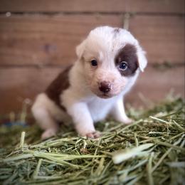 Male 1 - Red male Border Collie puppy in Oxford, Florida from RSR Border Collies
