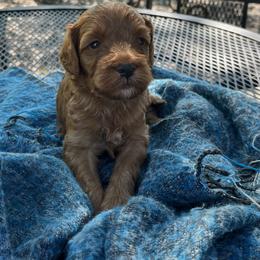 Cavapoo Puppies from Montana Cavapoo