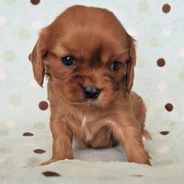 Rose - Ruby female Cavalier King Charles Spaniel puppy in Blackfoot, Idaho from Rocky Desert Goldens and Cavaliers