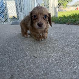 AKC Chocolate Based Cream - Cream female Dachshund puppy in Lehigh Acres, Florida from Ruby Rose Dachshund Dynasty