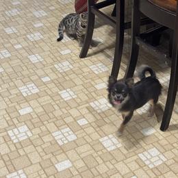 Azula - Blue and tan female Chihuahua puppy in Breese, Illinois from Casey's Chihuahuas