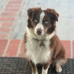 Sedona - Miniature Australian Shepherd