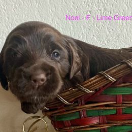 Chocolate - Chocolate female Australian Labradoodle puppy in Sedona, Arizona from Red Rock Doodles