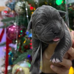 Comet - Gray female Cane Corso puppy in Utah from 3Lake Kennelz