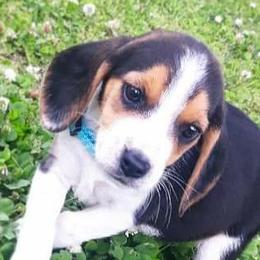 Beagle Puppies from Rajun Cajun Kennels