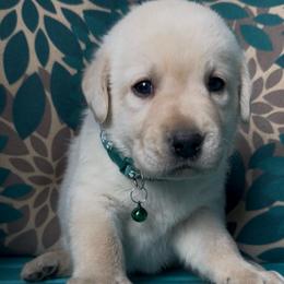 Mt. Everest - Yellow male Labrador Retriever puppy in Marietta, South Carolina from Trust in the Lord Labradors