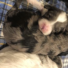 Cavalier King Charles Spaniel and Cavapoo Puppies from VITPOM PUPPIES