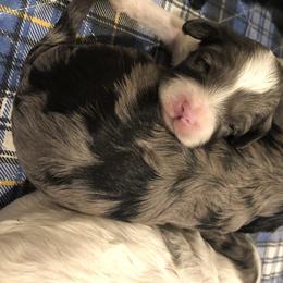 Cavalier King Charles Spaniel and Cavapoo Puppies from VITPOM PUPPIES