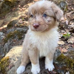 Bonnie - Red merle female Australian Shepherd puppy in Grants Pass, Oregon from Carmel Mountain Aussies