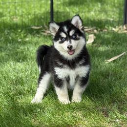 Daphne - Tri-color female Pomsky puppy in Lewiston, Minnesota from Family Pomsky