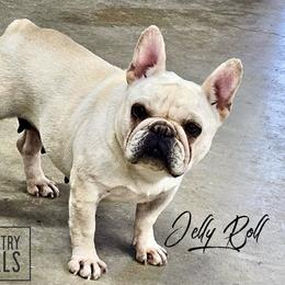 Jelly Roll - French Bulldog
