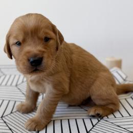 Hamilton - Yellow - Dark golden male Golden Retriever puppy in San Martin, California from Church Creek Retrievers